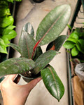 Ruby Red Rubber Ficus